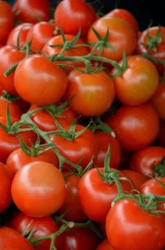 Tomatoes 库存照片