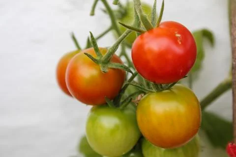 Tomatoes Stock Photos