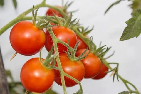 Tomatoes 스톡 사진