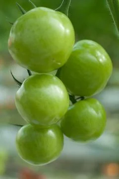 Tomatoes Stock Photos