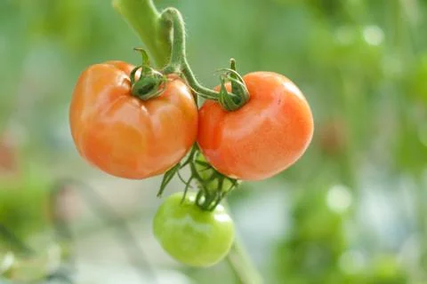 Tomatoes Stock Photos