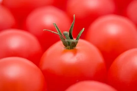 Tomatoes Stock Photos