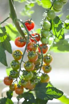 Tomatoes Stock Photos