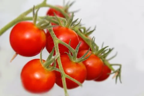 Tomatoes Stock Photos