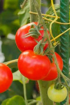 Tomatoes Stock Photos