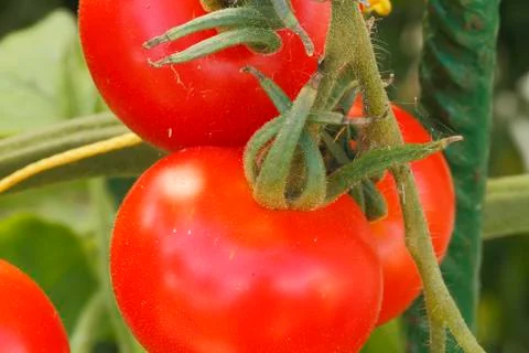 Tomatoes Stock Photos