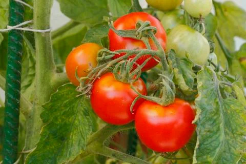 Tomatoes Stock Photos