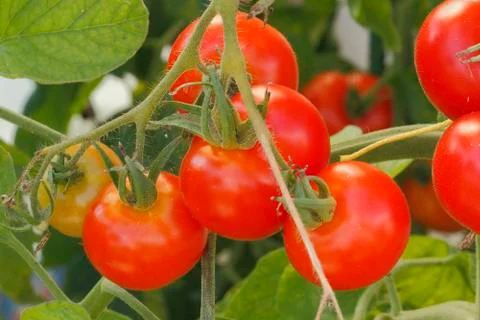 Tomatoes Stock Photos