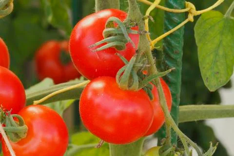 Tomatoes Stock Photos