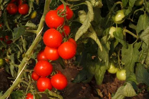 Tomatoes Stock Photos