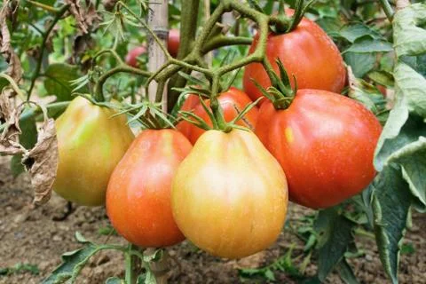 Tomatoes Stock Photos