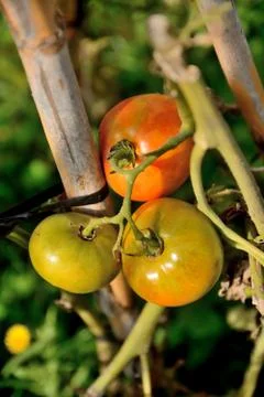 Tomatoes Stock Photos