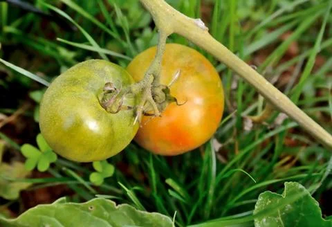 Tomatoes Stock Photos