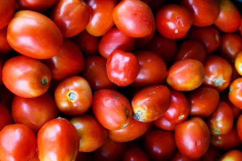 Tomatoes Stock Photos