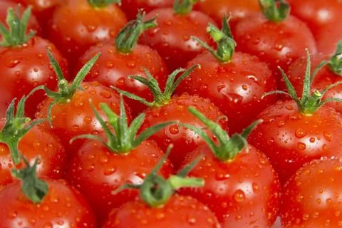 Tomatoes 스톡 사진