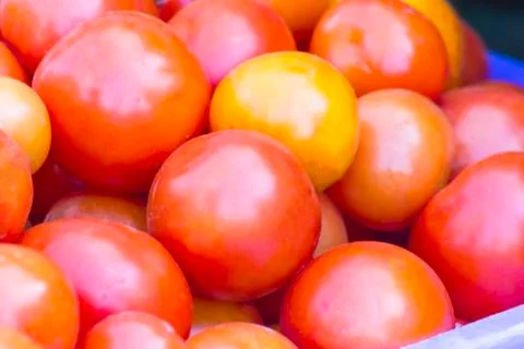 Tomatoes Stock Photos