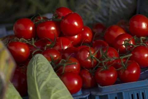 Tomatoes Stock Photos