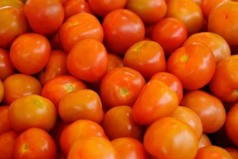 Tomatoes Stock Photos