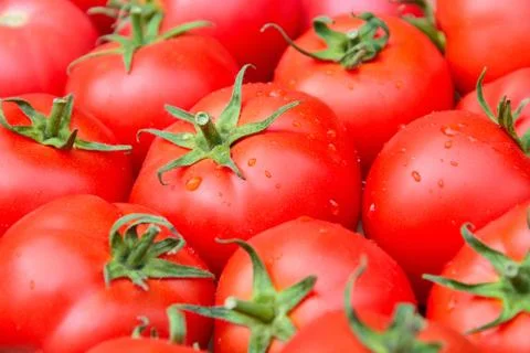 Tomatoes 스톡 사진