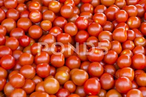 Tomatoes Stock Photos
