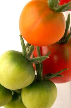 Tomatoes Stock Photos
