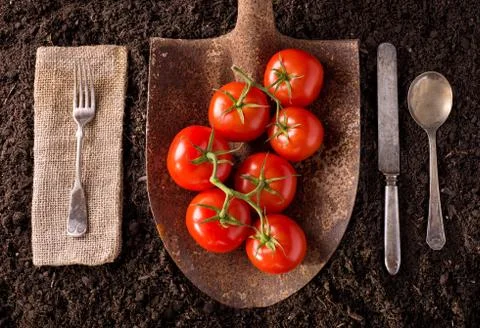 Tomatoes Stock Photos