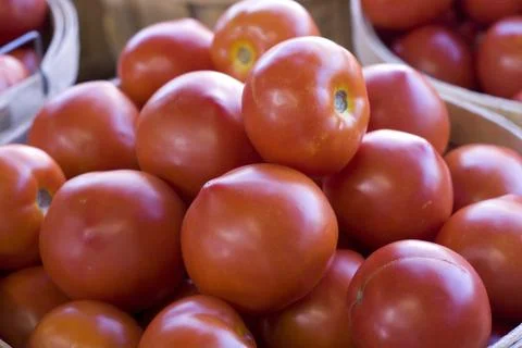 Tomatoes Stock Photos