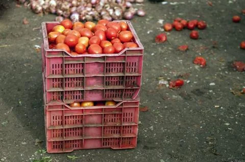 Tomatoes Stock Photos