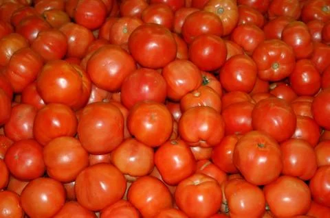 Tomatoes 写真素材