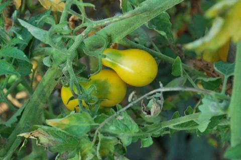 Tomatoes Stock Photos