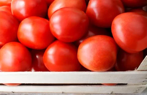 Tomatoes Stock Photos
