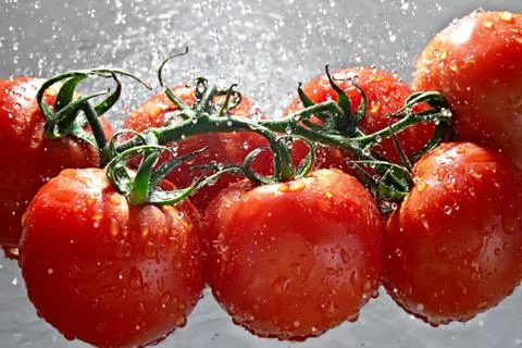 Tomatoes Stock Photos