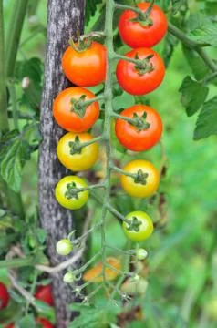 Tomatoes Stock Photos