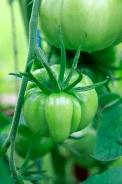 Tomatoes Stock Photos