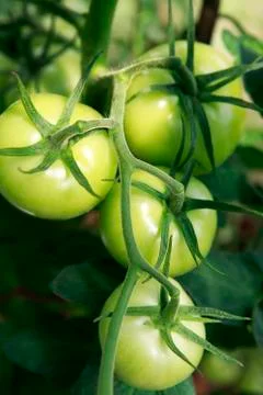 Tomatoes Stock Photos