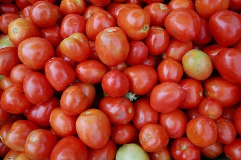 Tomatoes Stock Photos