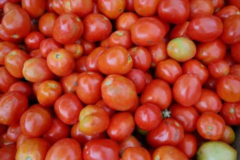 Tomatoes Stock Photos