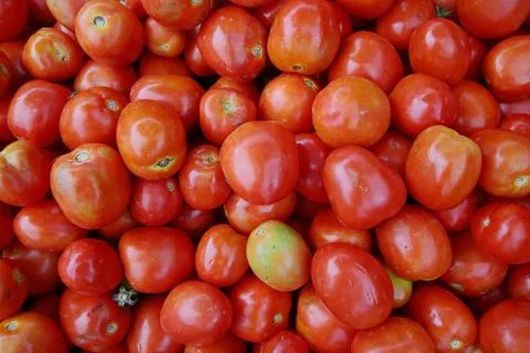 Tomatoes Stock Photos