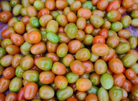 Tomatoes Stock Photos