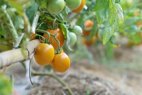 Tomatoes Stock Photos