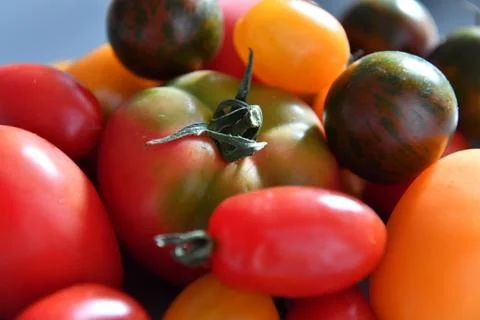Tomatoes Stock Photos