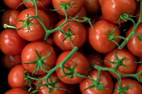 Tomatoes Stock Photos