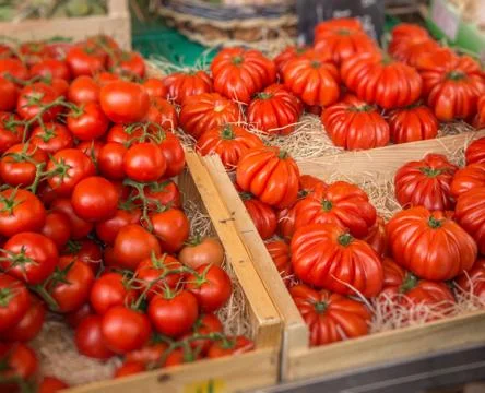 Tomatoes. Fotos Stock