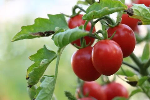 Tomatoes Stock Photos