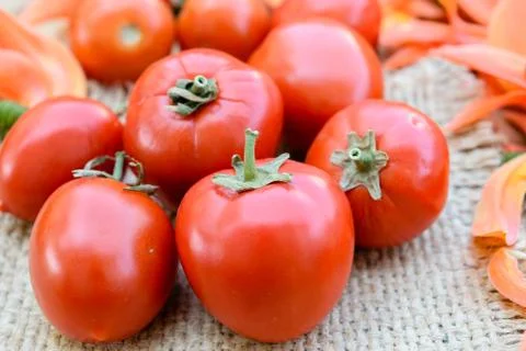 Tomatoes Stock Photos