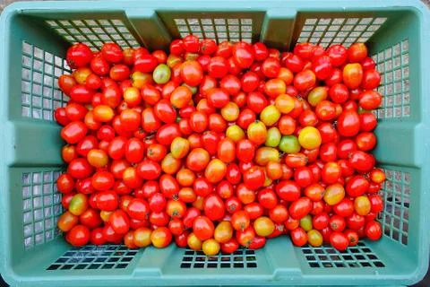 Tomatoes Stock Photos