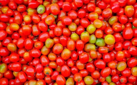 Tomatoes Stock Photos