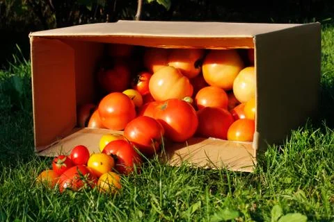 Tomatoes Stock Photos