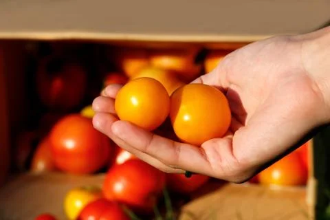 Tomatoes Stock Photos