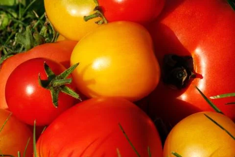 Tomatoes Stock Photos